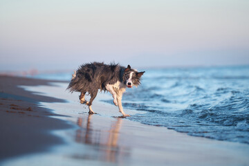 A drenched Border Collie dog trots through shallow sea waters, coat glistening in the sunlight. The...