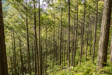 Trekking through the deep forests of the Kumano Kodo pilgrimage route, Wakayama, Japan