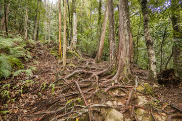 Trekking through the deep forests of the Kumano Kodo pilgrimage route, Wakayama, Japan