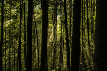 Fototapeta premium Trekking through the deep forests of the Kumano Kodo pilgrimage route, Wakayama, Japan