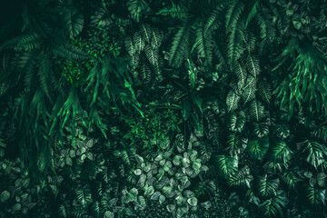 Close-up of a group of green leaves, providing a textured and abstract nature background. Rich...