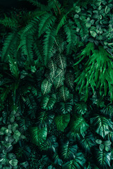 Close-up of a group of green leaves, providing a textured and abstract nature background. Rich foliage textures, exotic greenery, and botanical patterns..