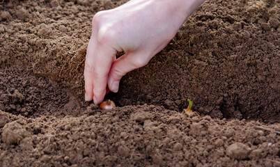 A woman plants onions in a garden bed. Selective focus. nature
