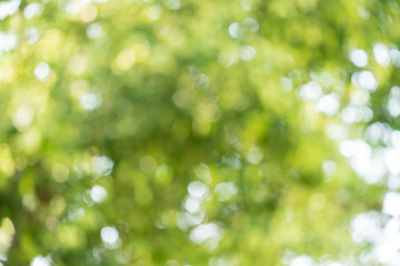 Green bokeh nature background, green blurred leaves of tree forest