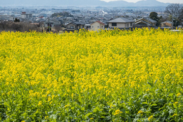 Fields of rapeseed flowers on the Yamanobe no Michi trail, Nara, Japan