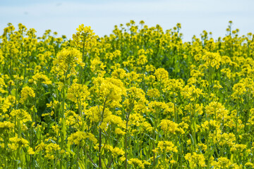 Obraz premium Fields of rapeseed flowers on the Yamanobe no Michi trail, Nara, Japan
