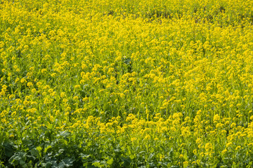 Fields of rapeseed flowers on the Yamanobe no Michi trail, Nara, Japan