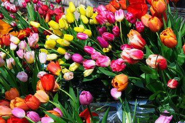 Multicolored, red, yellow, white, lilac tulips on display for sale