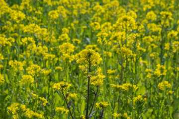 Fields of rapeseed flowers on the Yamanobe no Michi trail, Nara, Japan