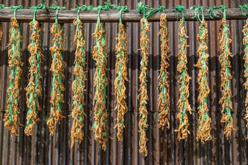 Daikon drying on the Yamanobe no Michi trail, Nara, Japan
