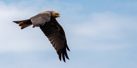 Yellow-billed Kite in flight