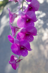 Beautiful purple orchid flowers against a warm background.