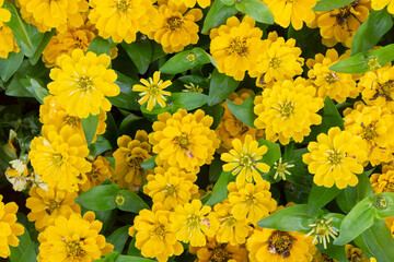 Yellow zinnias blooming in the garden in the morning