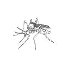 simple mosquito icon logo sketch.