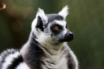 close up of the head of a Ring-tailed lemur (Lemur catta) with a natural green background