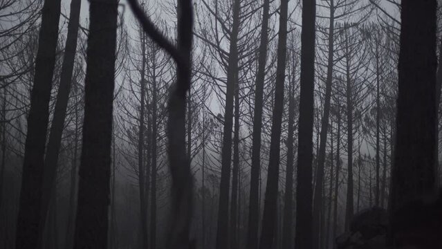 General de bosque tenebroso