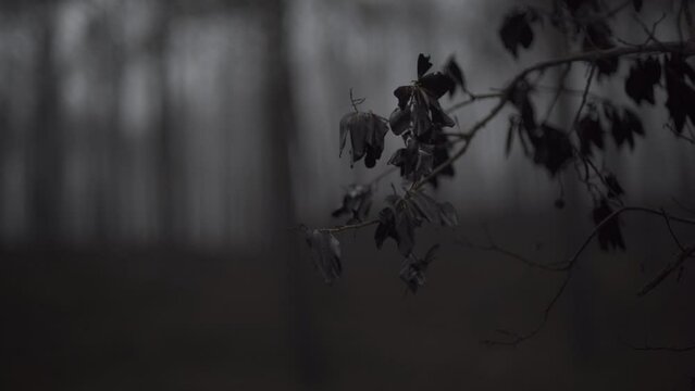 rama y hojas de un bosque tenebroso con el fondo desenfocado