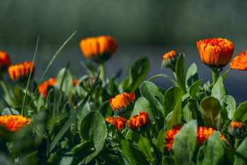 Orange calendula flowers in a garden in the city of Madrid, Spain