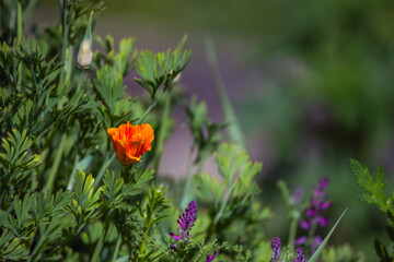 Orange poppy flower in the garden surrounded by plants and other flowers.