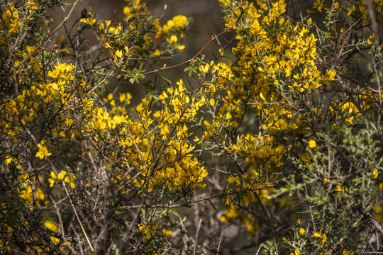 Greenish yellow floral natural background of ulex europaeus known as gorse bush with small bright yellow flowers