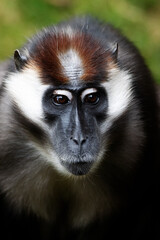 super close up of the face of a female Cherry-crowned mangabey (Cercocebus torquatus)