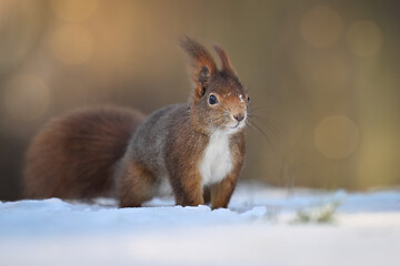 A squirrel runs through a snowy forest looking for a place to stay.