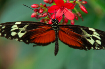 A close-up of a Heliconius Butterfly on a red flower in a greenhouse