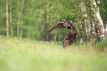 The great eagle owl flies among the trees.