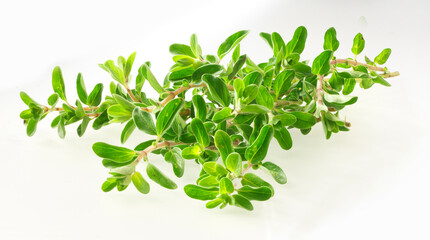 Kräuter-Oregano, Kräuter, Oregano, isoliert, Italien, Gewürz,