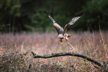 The Red Kite flies over the fields and looks out for prey.