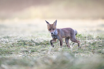 When a fox poses for a photographer in the forest.