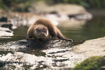 A river otter rests on a forest stream.