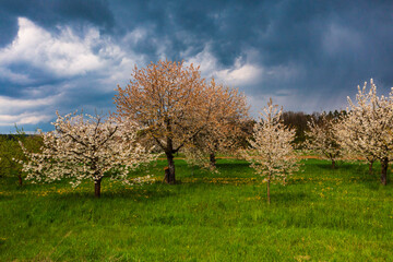 Dramatic rain clouds over blooming cherry trees in an orchard in Upper Franconia/Germany