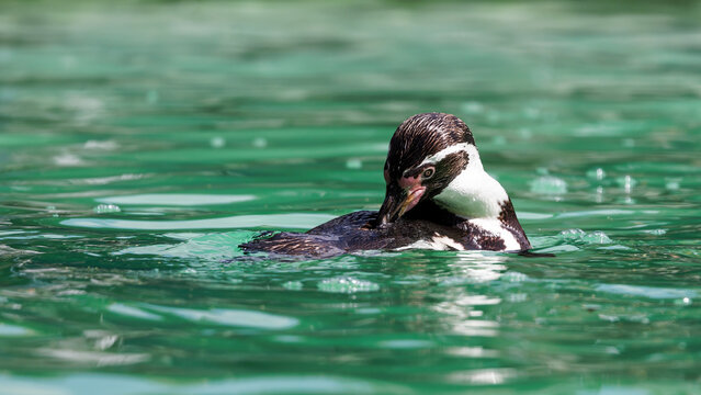 A Humboldt penguin, Spheniscus humboldti, preening feathers whilst floating on calm waters. A vulnerable species that resides in South America.