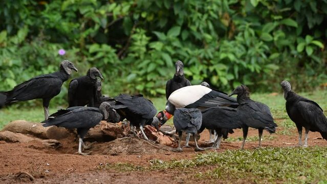 King Vulture and Black vultures feeding on dead animal