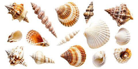 Collection of seashells isolated on white