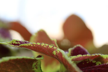 Micro plant
