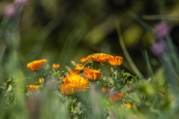 The medicinal plant calendula It is used as an ornamental plant and for centuries it has been used...