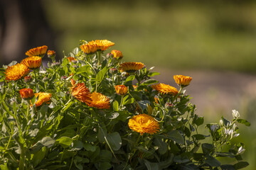 The medicinal plant calendula In gastronomy, its petals can be used as a substitute coloring for saffron