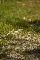 Grass sprouts on a ground with white gravel