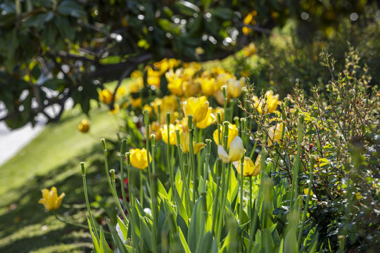 Tulips The flowers are actinomorphic and hermaphrodite, upright or, more rarely, pendulous, and are arranged in numbers from 1 to 3 at the end of the flowering stems