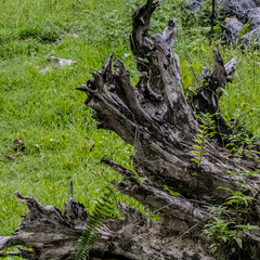 tree roots in the forest