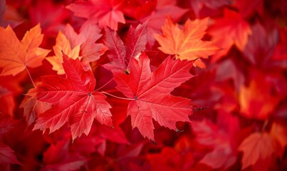 Colorful red maple leaves in autumn