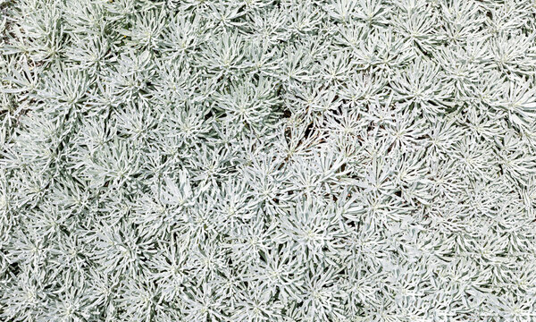 Chinese Wormwood's slilver leaves, Crossostephium chinense, Close up of gray. Small decorative flowers.