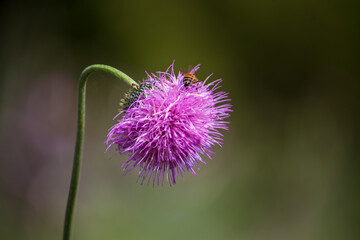 A vibrant purple thistle (Cirsium horridulum) stands out against a soft-focused bokeh green...
