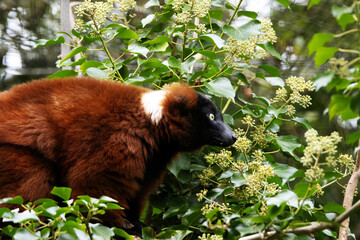 Fototapeta premium a single Red ruffed lemur (Varecia rubra) standing in Ivy with a natural green background