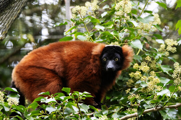 Fototapeta premium a single Red ruffed lemur (Varecia rubra) standing in Ivy with a natural green background
