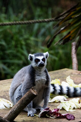 Fototapeta premium a single Ring-tailed lemur (Lemur catta) eating food