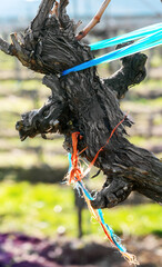  old gnarled vine stock with blue and red ribbons at sunshine