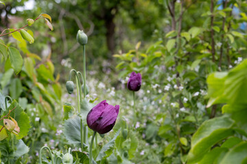 Opium poppy flower, in latin papaver somniferum, purple colored flowering poppy is grown in Turkiye	
